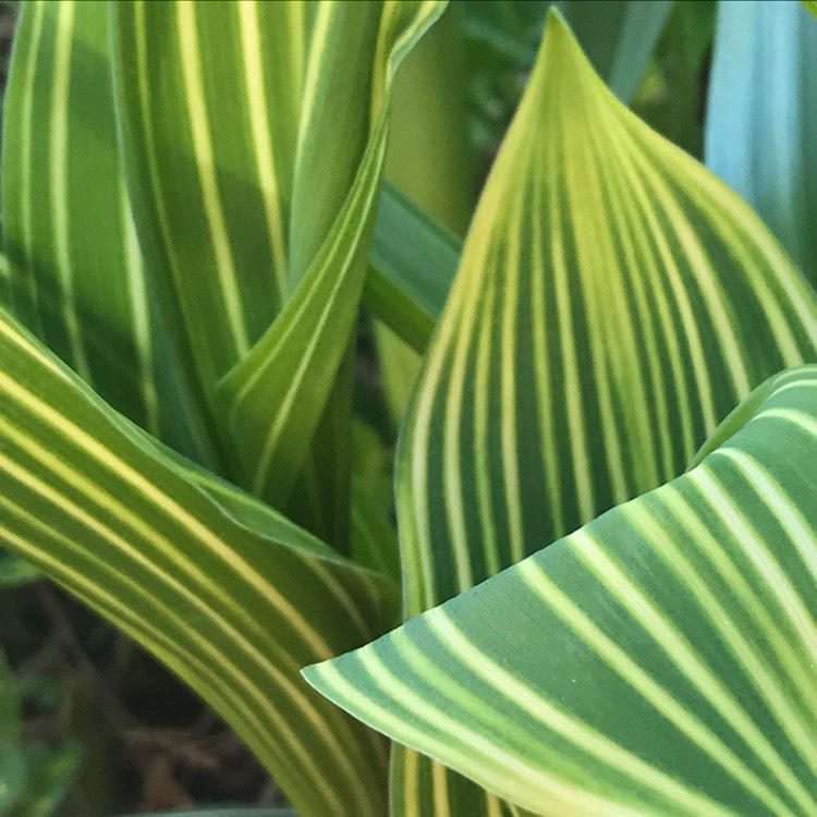 Plant image Convallaria majalis 'Albostriata'