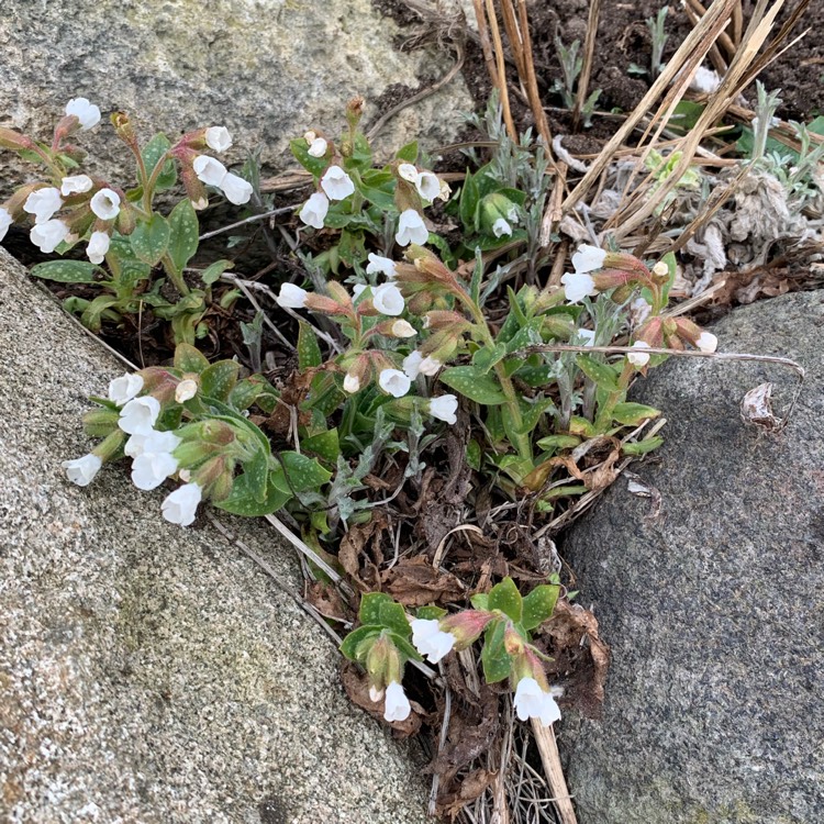 Plant image Pulmonaria officinalis 'Sissinghurst White'