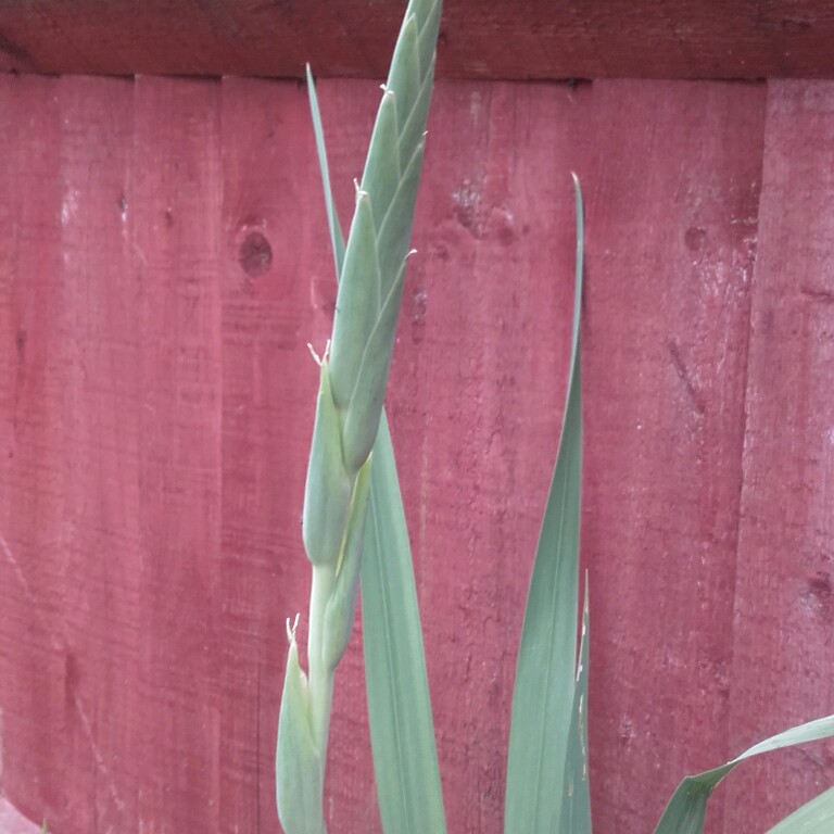 plant image 177620