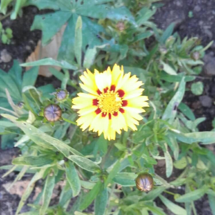 Plant image Coreopsis grandiflora 'Sunfire'