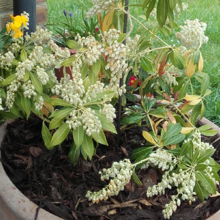 Plant image Pieris japonica 'Purity'