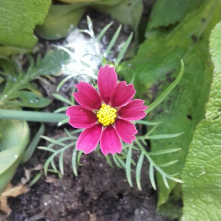 Plant image Cosmos bipinnatus 'Antiquity'