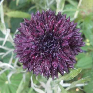 Centaurea cyanus 'Black Ball'