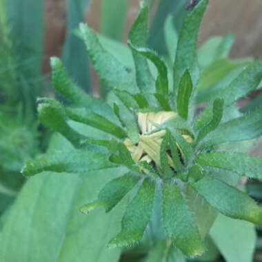 Coneflower (Rudbeckia)