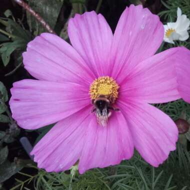 Cosmea 'Casanova Red'