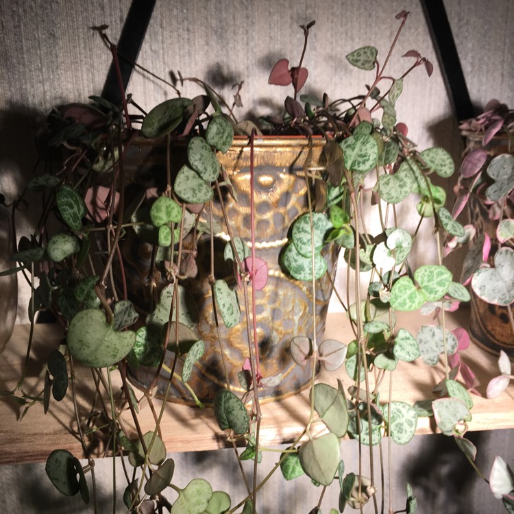 Plant image Ceropegia Woodii 