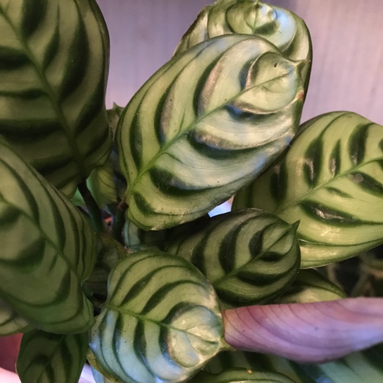 Plant image Calathea 'Burle Marxii'