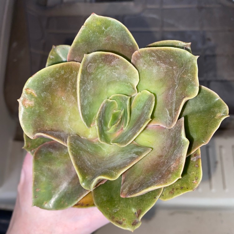 Plant image Echeveria Fireglow