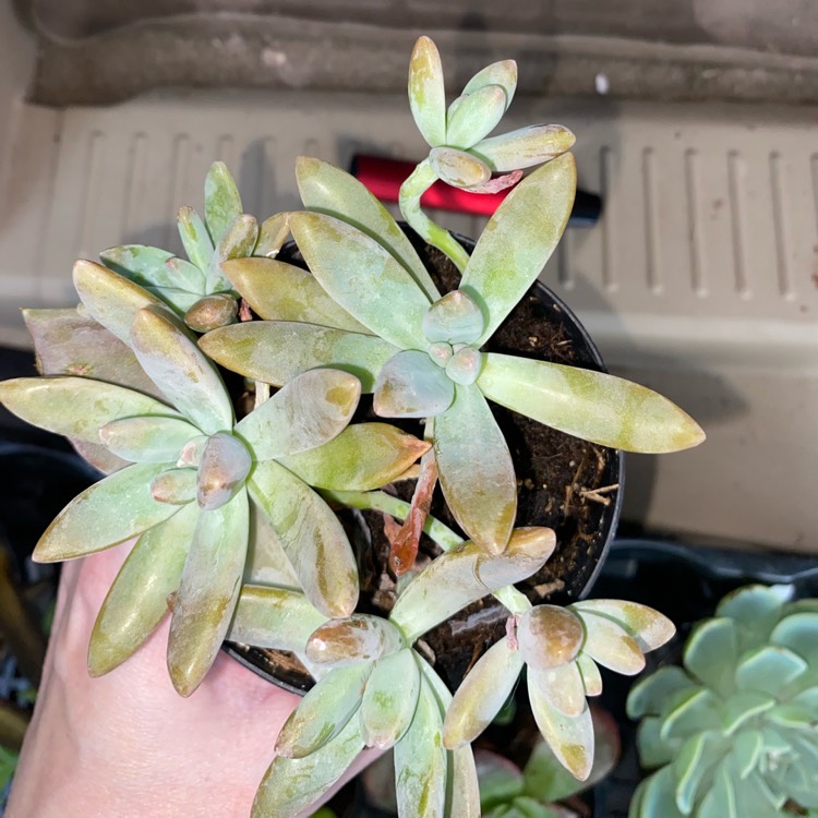 Plant image Graptoveria ‘Blue Pearl'