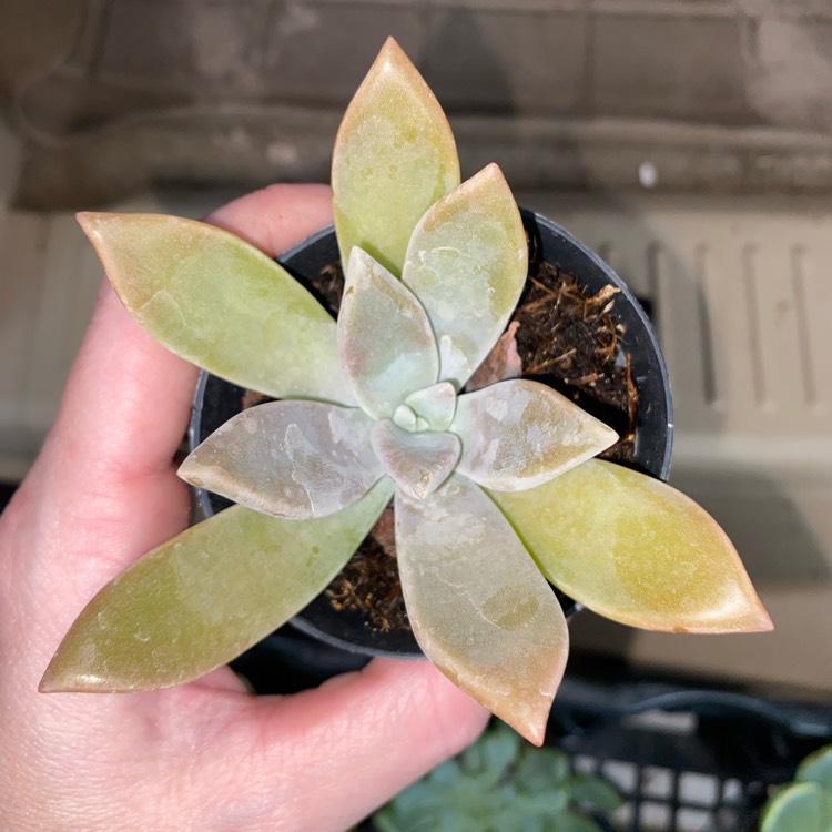 Plant image Graptopetalum Paraguayense ‘Peach'