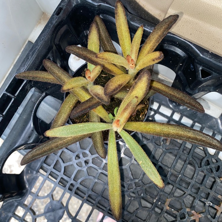 Plant image Kalanchoe Tomentosa Cinnamon