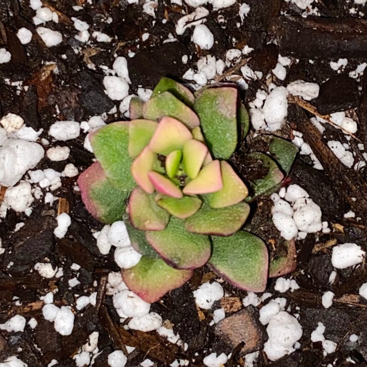 Plant image Anacampseros rufescens 'Sunrise' variegated