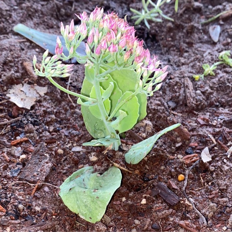 Plant image Hylotelephium Munstead Red