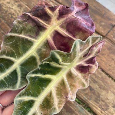 Alocasia x amazonica 'Polly'