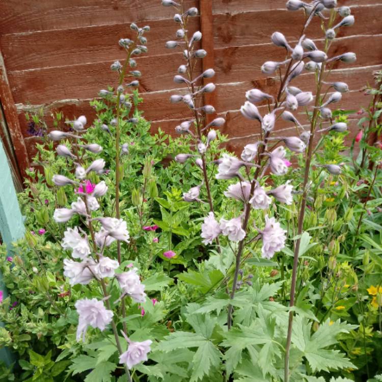 Plant image Delphinium 'Highlander Cha Cha'