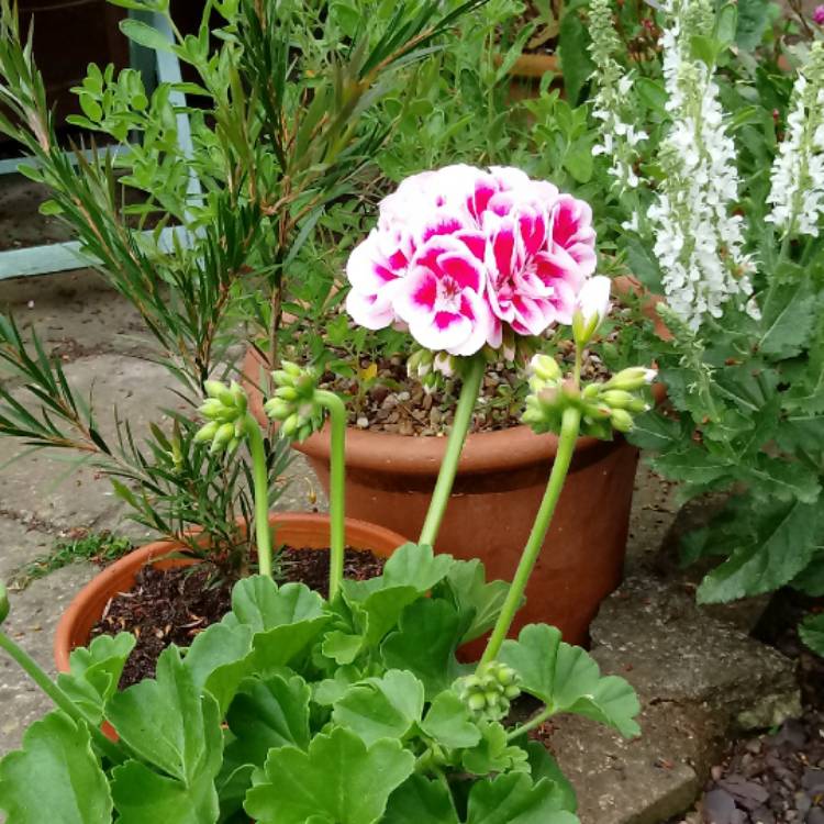 Plant image Pelargonium 'Amri Pikegs' (Americana Series) syn. Pelargonium 'American Rose Mega Splash'