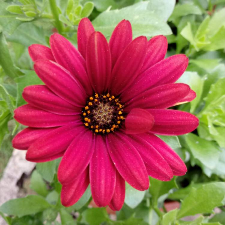 Plant image Osteospermum ecklonis 'Zion Red'