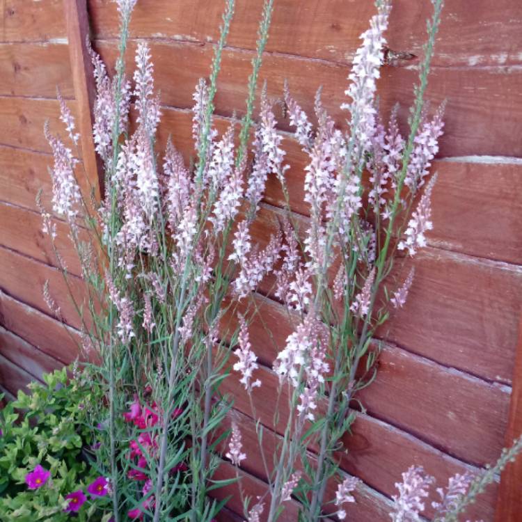 Plant image Linaria x dominii 'Carnforth'