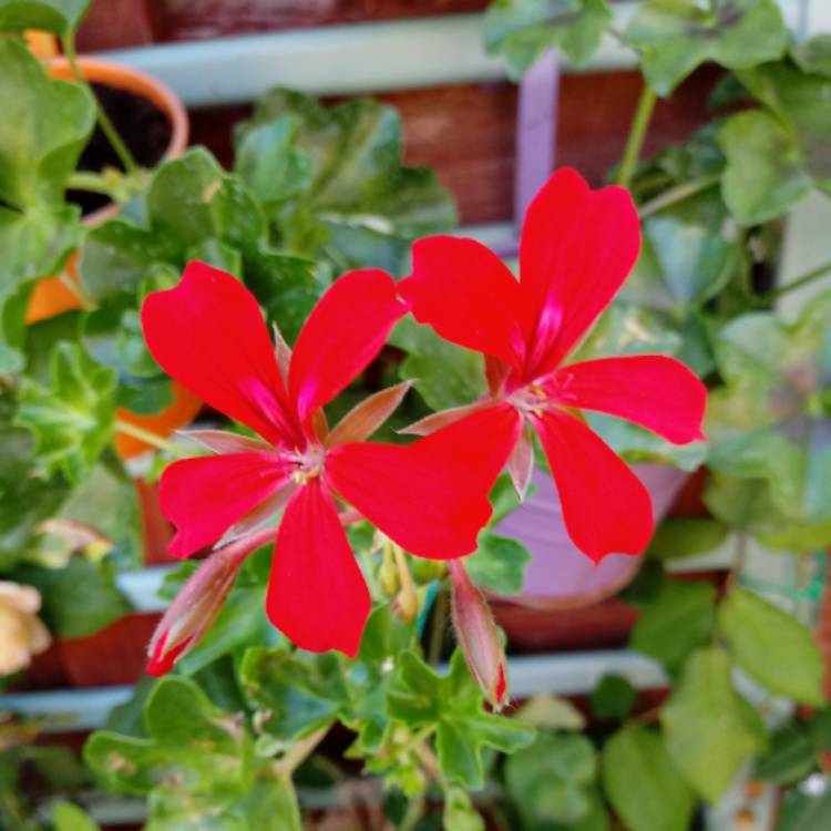 Plant image Pelargonium 'Balcon Red' (Decora Series) syn. Pelargonium 'Decora Imperial'