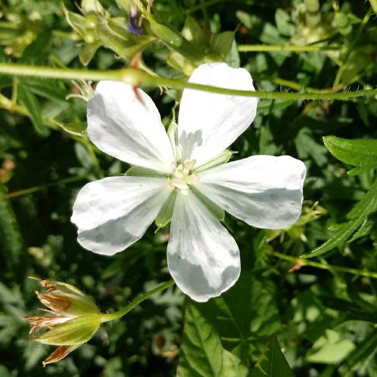 Plant image Geranium sanguineum 'Album'