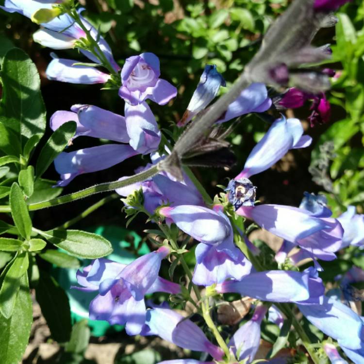 Plant image Penstemon 'Electric Blue'