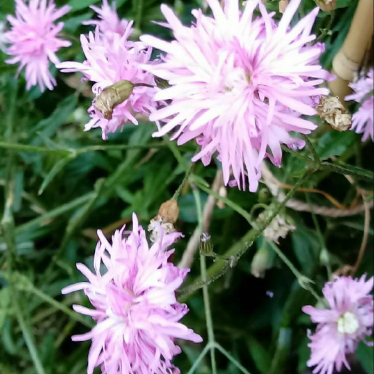 Plant image Lychnis flos-cuculi 'Petite Jenny'