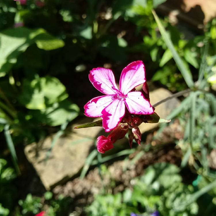 Plant image Dianthus carthusianorum