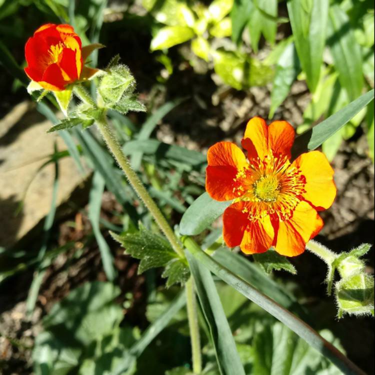 Plant image Geum Coccineum 'Cooky'