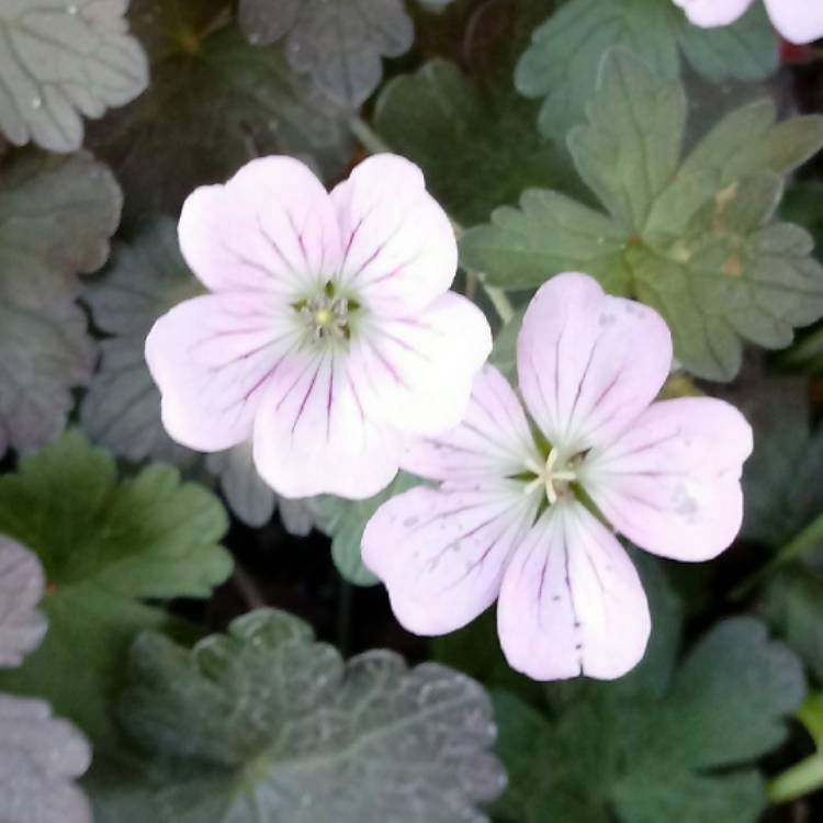 Plant image Geranium 'Dusky Rose'