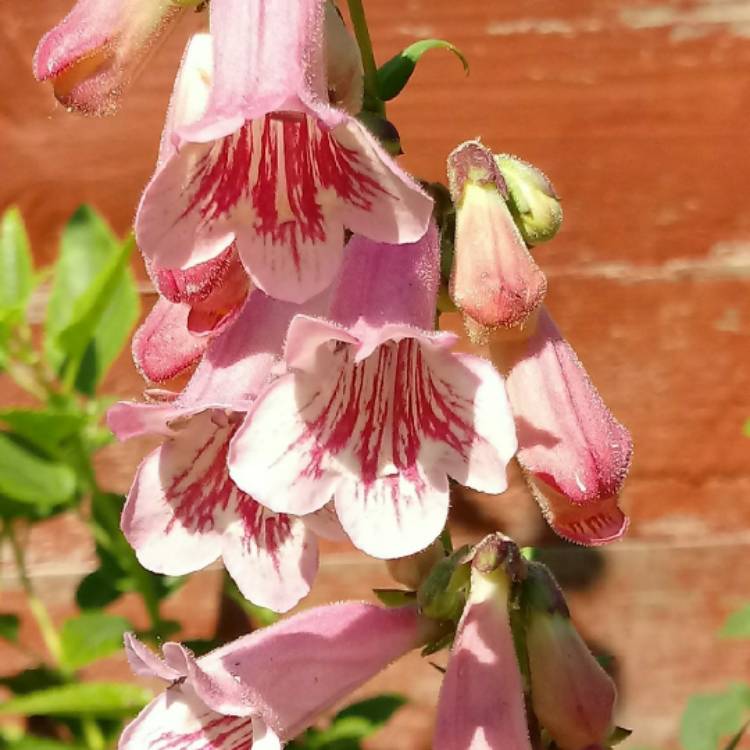 Plant image Penstemon 'Hidcote Pink'