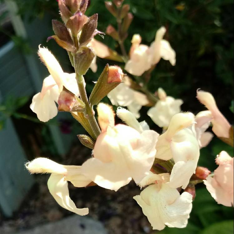 Plant image Salvia 'Peach Parfait'