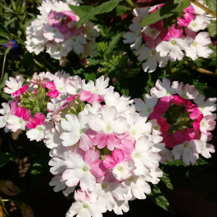 Plant image Verbena 'Tiara Mickey Rose White'