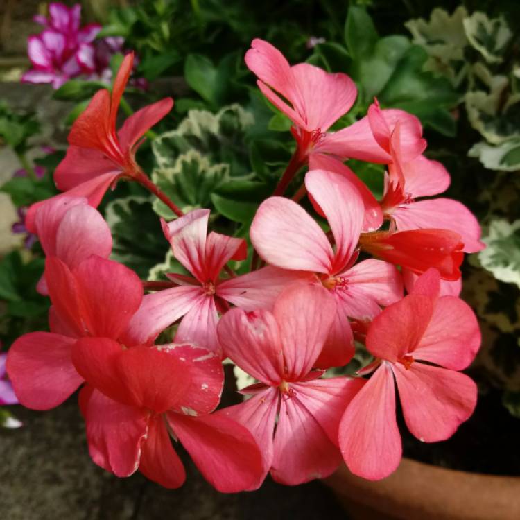 Plant image Pelargonium 'Frank Headley'