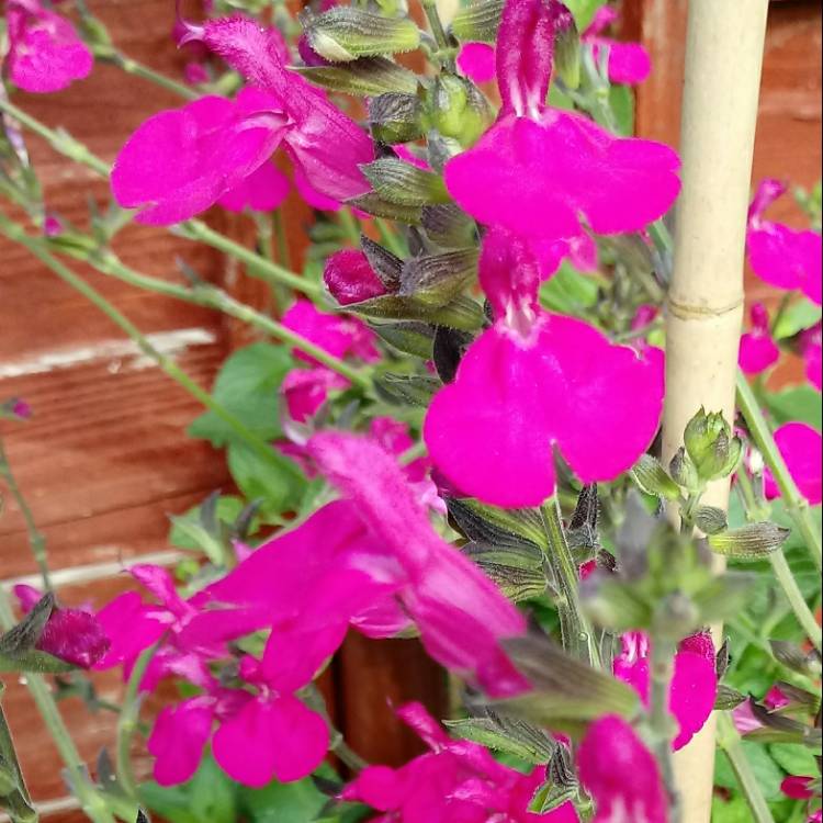 Plant image Salvia x jamensis 'Pink Lips'