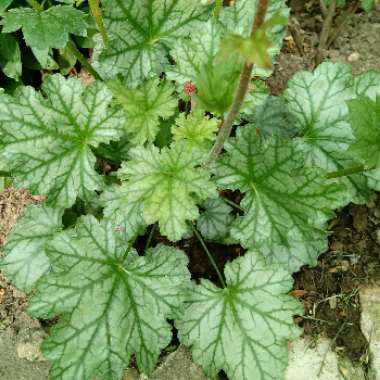 Heuchera americana 'Paris' syn. Heuchera 'Paris'