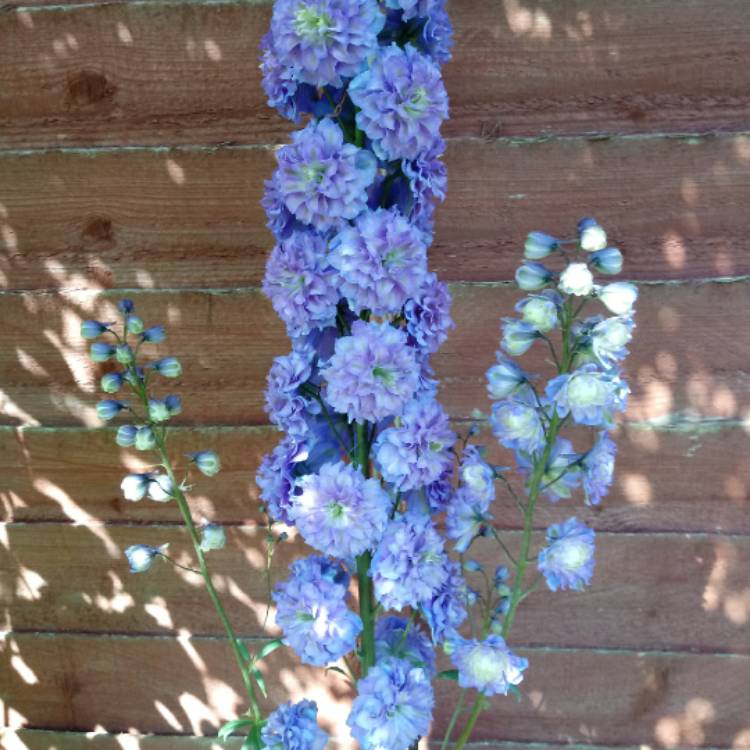 Plant image Delphinium 'Highlander Bolero'