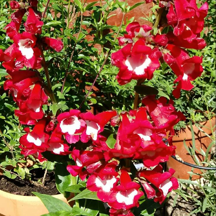 Plant image Penstemon 'Ice Cream Sweet Cherry'