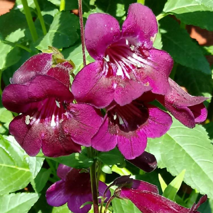 Plant image Penstemon 'Pensham Plum Jerkin'