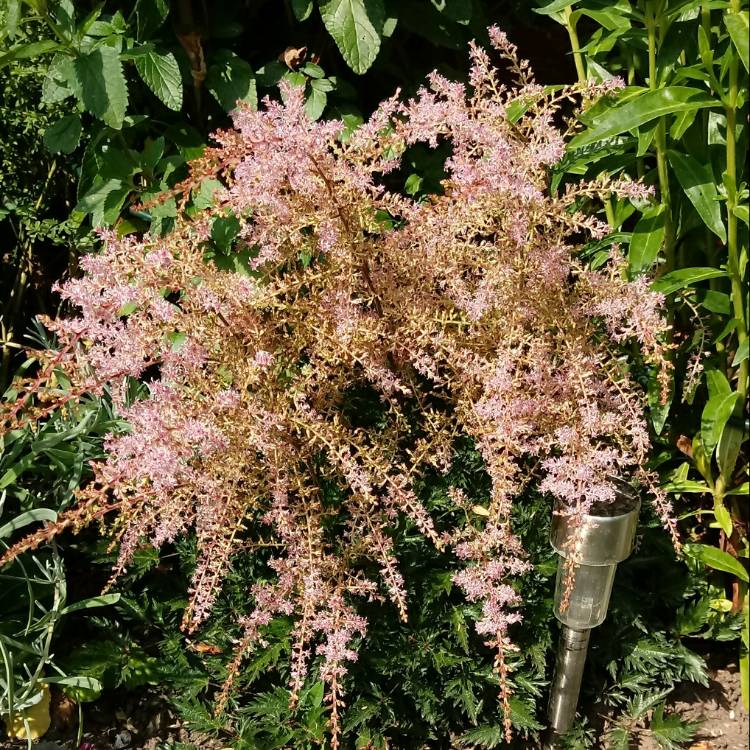 Plant image Astilbe simplicifolia 'Sprite'