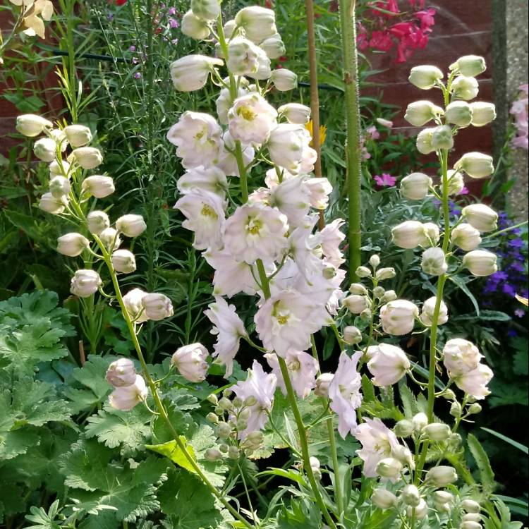 Plant image Delphinium 'Magic Fountains Cherry Blossom'