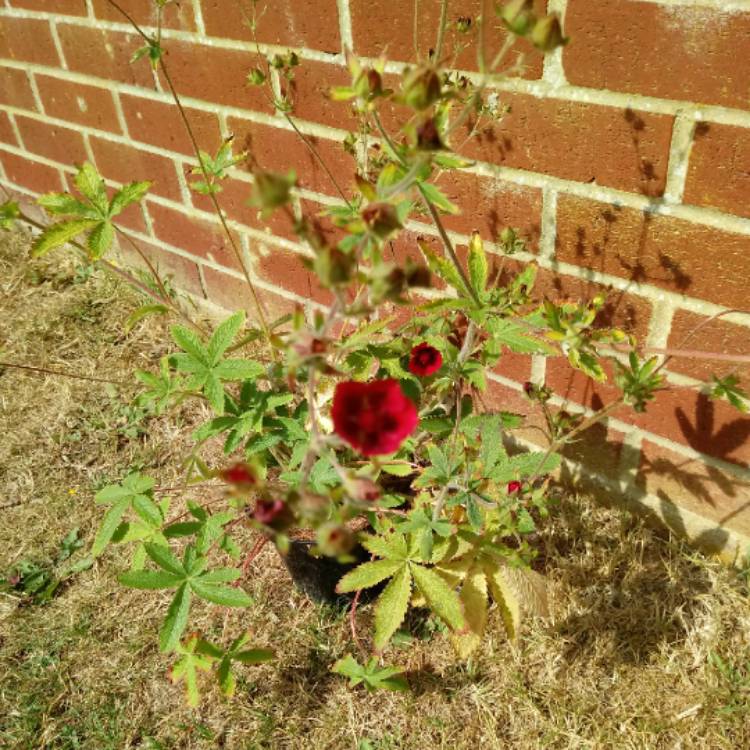 Plant image Potentilla thurberi amorubens 'Monarch's Velvet'