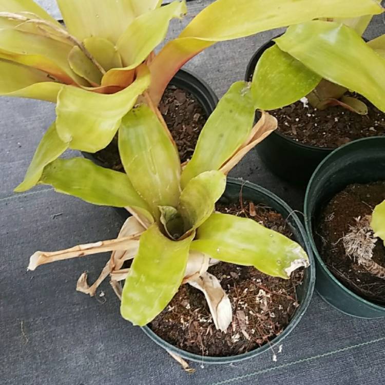 Plant image Aechmea