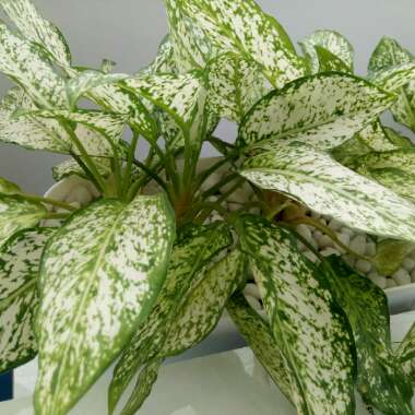 Aglaonema