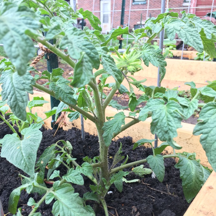 Plant image Solanum Lycopersicum 'Cherokee Purple'