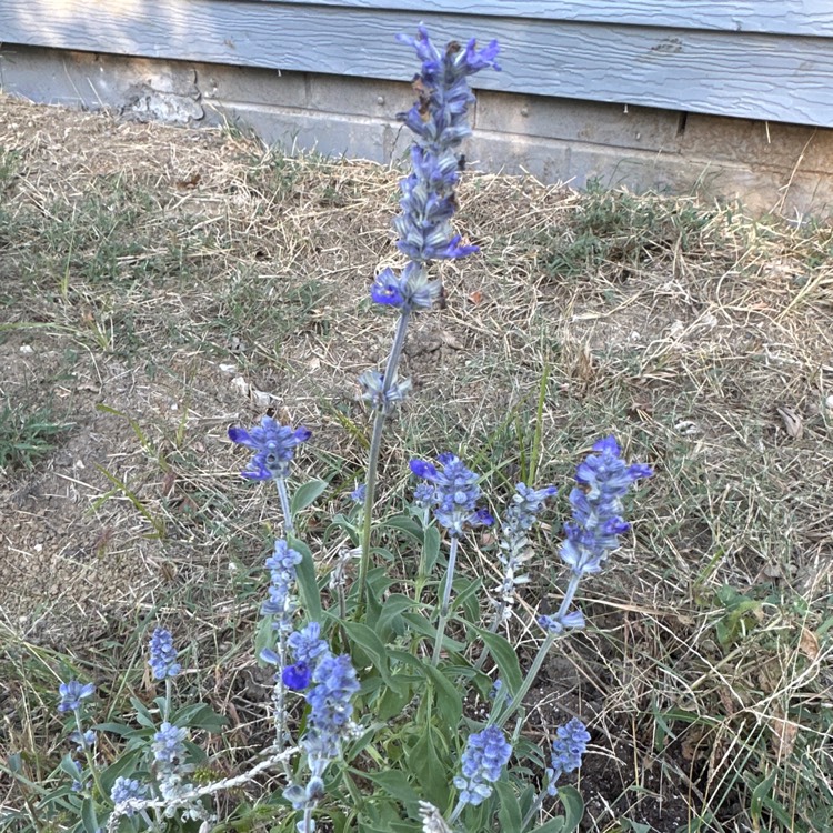 Plant image Salvia farinacea