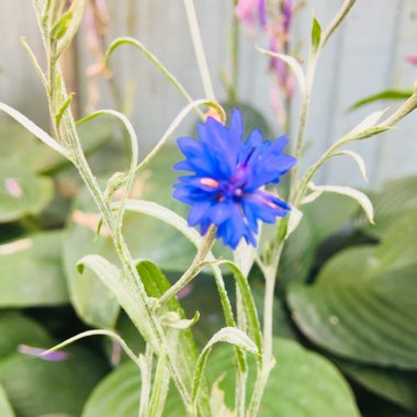 Cornflower