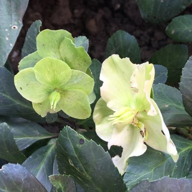 Hellebore (Species) Christmas Rose