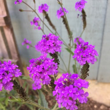 Verbena 'Santos'