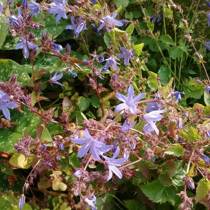 Plant image Campanula poscharskyana 'Blue Bell'