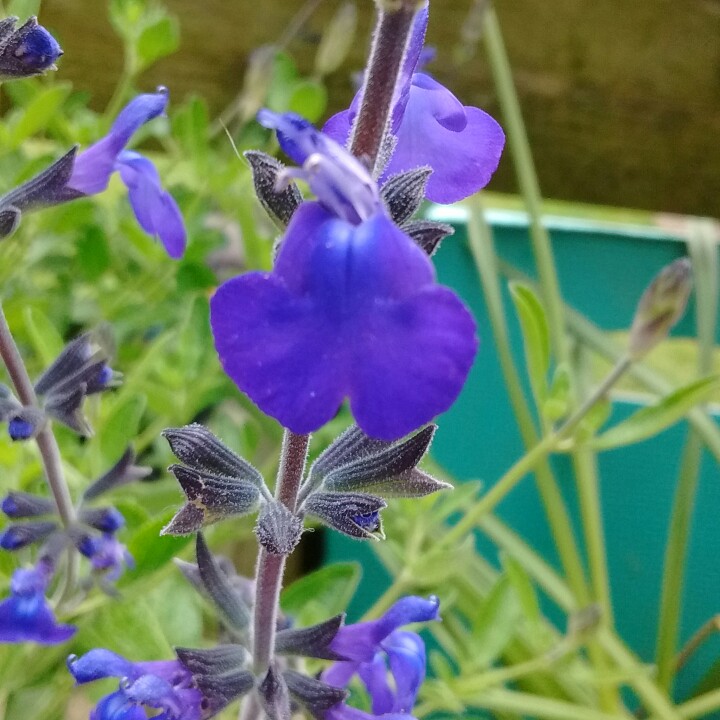 Plant image Salvia Chamelaegnea 'African Sky'